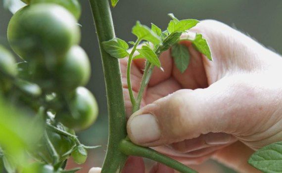 Как пасынковать помидоры: пять необходимых шагов - agroexpert.md