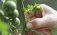 Как пасынковать помидоры: пять необходимых шагов - agroexpert.md