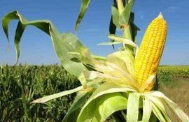 Зачем ученые укоротили кукурузу - agroexpert.md