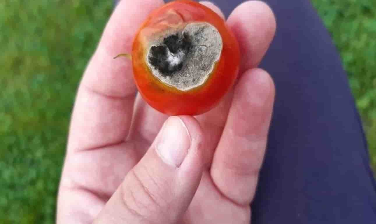 Устойчивость помидоров к вершинной гнили скрывалась в томатном мутанте - agroexpert.md   