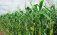 Засуха мешает возобновлению производства кукурузы в ЕС - agroexpert.md