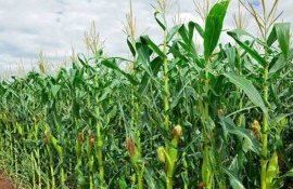 Засуха мешает возобновлению производства кукурузы в ЕС - agroexpert.md