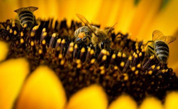 albine cules floarea soarelui