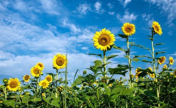 floarea soarelui hibrizi polen - agroexpert.md
