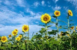 Expert: „Este un mit faptul că hibrizii de floarea-soarelui nu emană nectar”