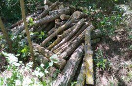 amendă tăiere ilegală arbori - agroexpert.md