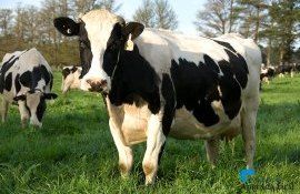 vaci cheltuieli lapte preț - agroexpert.md