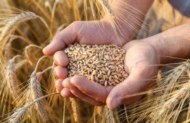 Comerțul mondial cu grâu. Statistici și prognoze de la expertul Iurie Rija