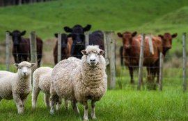 zootehnie subvenții - agroexpert.md