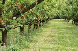 livada cais cireșe consultanță - agroexpert.md