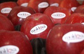 Expoziția Fruit Logistica 2024 - agroexpert.md