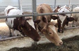 fermă bovine fermier Strășeni - agroexpert.md