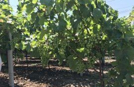 pergola viță de vie - agroexpert.md