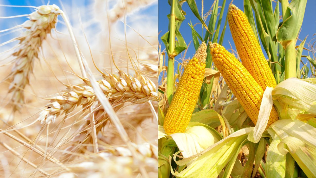 USDA cotații cereale oleaginoase - agroexpert.md