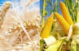 Raportul USDA: Cum au evoluat cotațiile la cereale și oleaginoase