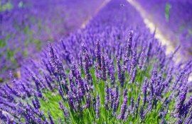 Asociația Cultivatorilor de Lavandă solicitare MAIA - agroexpert.md