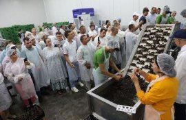 линию сортировки и калибровки черешни - agroexpert.md