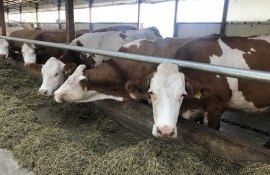 fermă silos lapte - agroexpert.md