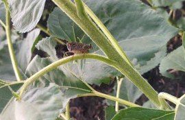 lăcuste focar ANSA - agroexpert.md