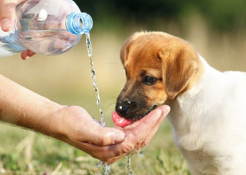 protejare animale caniculă ANSA - agroexpert.md