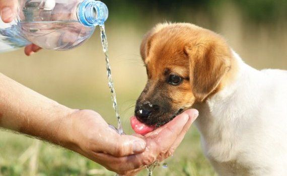 protejare animale caniculă ANSA - agroexpert.md