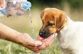 protejare animale caniculă ANSA - agroexpert.md