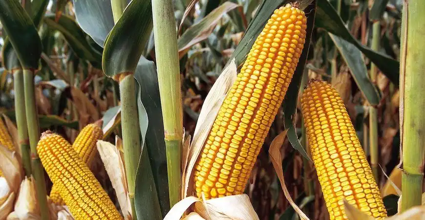 Украинская кукуруза заменила американскую на китайском рынке