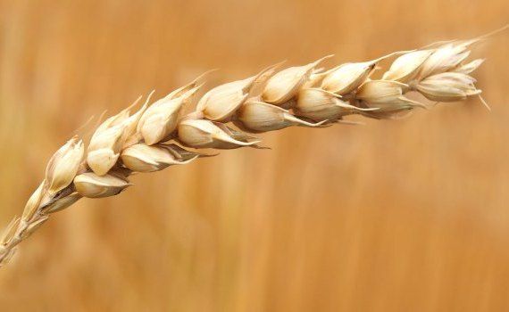 Выращивание пшеницы в Республике Молдова, в цифрах