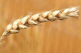 Выращивание пшеницы в Республике Молдова, в цифрах. Экспертный анализ Юрия Рижа