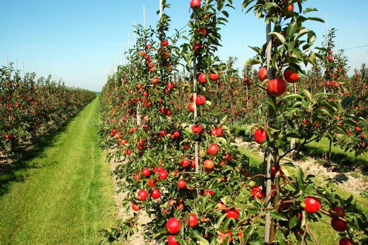 subvenții livezi de măr procesare - agroexpert.md