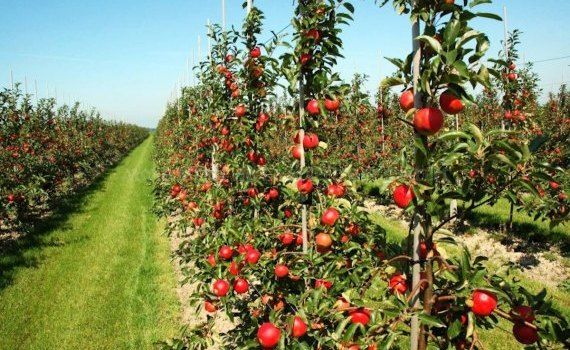 subvenții livezi de măr procesare - agroexpert.md