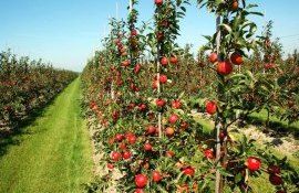 subvenții livezi de măr procesare - agroexpert.md