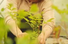 antreprenoare copaci specii noi - agroexpert.md