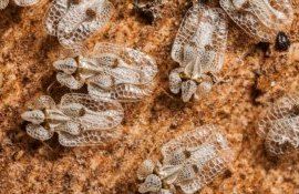 tigrul platanului insecte ANSA - agroexpert.md
