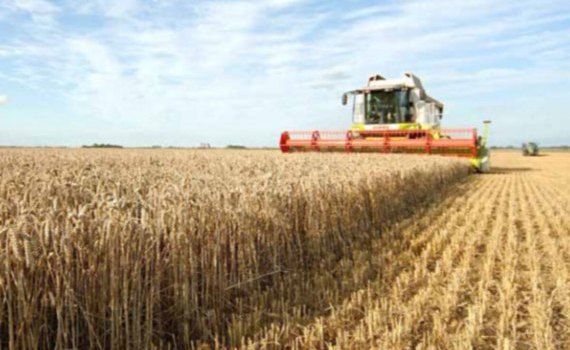 recoltare grâu Selecția - agroexpert.md