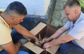 pui de căprioară salvat de fermier - agroexpert.md