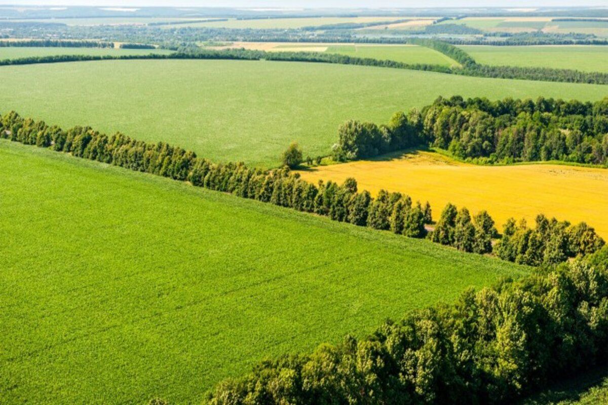 perdele forestiere Moldova beneficii - agroexpert.md