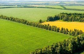 perdele forestiere Moldova beneficii - agroexpert.md