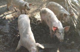 sector neautorizat pentru creșterea porcilor IPM - agroexpert.md