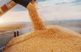 cereale export prețuri - agroexpert.md