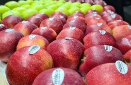 mere prune - agroexpert.md