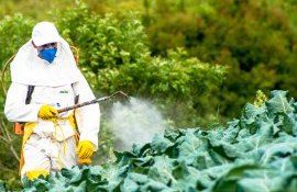 amenzi focare pesticide - agroexpert.md