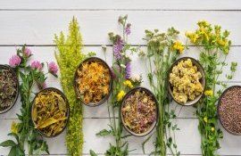 plante aromatice medicinale - agroexpert.md