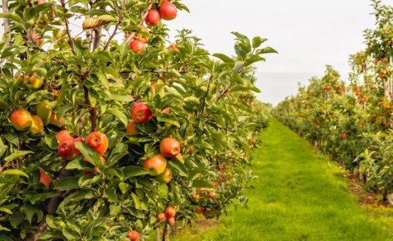 dăunători pomi fructiferi - agroexpert.md