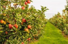 dăunători pomi fructiferi - agroexpert.md