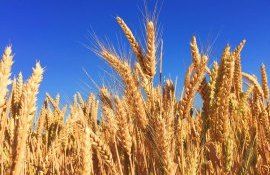 grâu producție - agroexpert.md