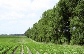 perdele forestiere Vasile Mereuță - agroexpert.md