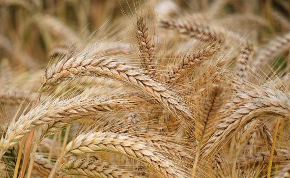 Selecția recoltare grâu toamnă