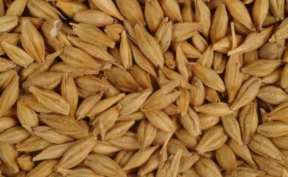 Инновационный способ защиты зерна на хранение - новый подход - agroexpert.md
