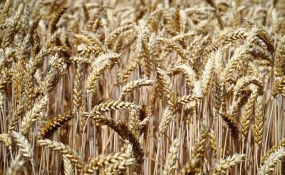 IGC: Прогноз глобального сбора зерна и масличных в 2023 - agroexpert.md